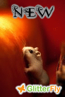 new.gif
