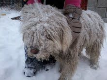 puli_kutyi.jpg